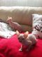 Sphynx Cats for sale in 229th Dr, Live Oak, FL 32060, USA. price: $400