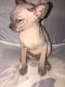 Sphynx Cats for sale in Toms River, NJ, USA. price: $800
