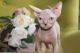Sphynx Cats for sale in Pelham, AL 35124, USA. price: $400