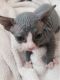 Sphynx Cats for sale in Auburn, WA, USA. price: NA