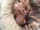 Sphynx Cats for sale in Lowake, TX 76875, USA. price: NA