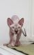 Sphynx Cats for sale in Brooklyn, NY, USA. price: $1,500