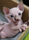 Sphynx Cats for sale in Brooklyn, NY, USA. price: $1,600