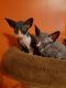 Sphynx Cats for sale in California St, San Francisco, CA, USA. price: NA