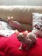 Sphynx Cats for sale in Houston, TX 77043, USA. price: $350