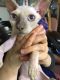 Sphynx Cats for sale in Toms River, NJ, USA. price: $800