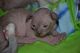Sphynx Cats for sale in Riverside, CA, USA. price: $1,800