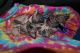 Sphynx Cats for sale in Nashville, TN, USA. price: NA