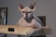 Sphynx Cats for sale in Nashville, TN, USA. price: $1,500