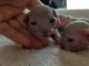 Sphynx Cats for sale in Reading, PA 19602, USA. price: NA