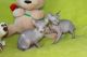 Sphynx Cats for sale in Fresno, CA 93650, USA. price: $300