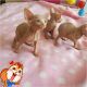 Sphynx Cats for sale in Pittsburgh, PA, USA. price: $450
