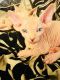 Sphynx Cats for sale in Quantico, VA 22134, USA. price: $1,500