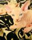 Sphynx Cats for sale in Quantico, VA 22134, USA. price: $1,500