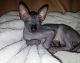 Sphynx Cats for sale in Clifton, NJ 07014, USA. price: $400