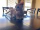 Sphynx Cats for sale in Hesperia, CA, USA. price: $2,000