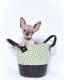 Sphynx Cats for sale in 7 S Bay Ave, Bay Shore, NY 11706, USA. price: $1,500