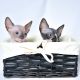 Sphynx Cats for sale in 7 S Bay Ave, Bay Shore, NY 11706, USA. price: $2,500