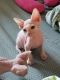 Sphynx Cats for sale in Tampa, FL, USA. price: $1