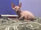 Sphynx Cats for sale in Bowie, MD, USA. price: $1,600