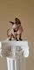 Sphynx Cats for sale in Dayton, OH 45458, USA. price: NA