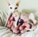 Sphynx Cats for sale in Puyallup, WA, USA. price: $1,500