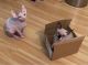 Sphynx Cats for sale in Harrisburg, PA, USA. price: $500