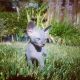 Sphynx Cats for sale in Atascadero, CA 93422, USA. price: $1,600