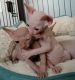 Sphynx Cats for sale in Union City, NJ 07087, USA. price: NA