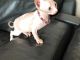 Sphynx Cats for sale in CA-1, Mill Valley, CA, USA. price: NA