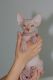 Sphynx Cats for sale in Dallas, TX 75204, USA. price: NA