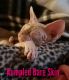 Sphynx Cats for sale in Riverbank, CA, USA. price: $1,500