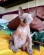 Sphynx Cats for sale in Brooklyn, NY, USA. price: $1,300