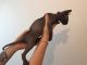 Sphynx Cats for sale in Cullman Rd, Alabama 35016, USA. price: NA