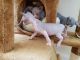 Sphynx Cats for sale in Cullman Rd, Alabama 35016, USA. price: NA