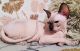 Sphynx Cats for sale in Albuquerque, NM, USA. price: $1,200