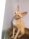 Sphynx Cats for sale in Bowie, MD, USA. price: $1,200