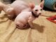 Sphynx Cats for sale in Bonney Lake, WA, USA. price: $1,300