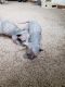 Sphynx Cats for sale in McHenry, IL, USA. price: NA