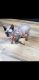 Sphynx Cats for sale in Dayton, OH 45458, USA. price: $1,450