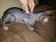 Sphynx Cats for sale in Bonney Lake, WA, USA. price: $1,000
