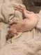 Sphynx Cats for sale in Arvada, CO 80004, USA. price: NA