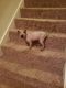 Sphynx Cats for sale in Gaylord, MI 49735, USA. price: $900
