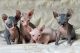 Sphynx Cats for sale in Browns Summit, NC 27214, USA. price: NA