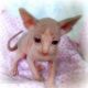 Sphynx Cats for sale in Dallas, TX 75206, USA. price: NA