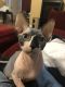 Sphynx Cats for sale in Madison, GA 30650, USA. price: NA