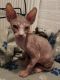 Sphynx Cats for sale in Garland, TX 75043, USA. price: NA