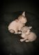 Sphynx Cats for sale in Dayton, OH 45458, USA. price: $1,800
