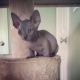 Sphynx Cats for sale in Atascadero, CA 93422, USA. price: NA