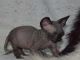 Sphynx Cats for sale in Detroit, MI 48216, USA. price: $500